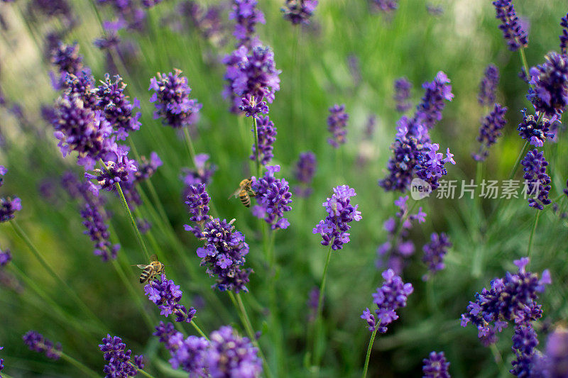 薰衣草和勤劳的蜜蜂