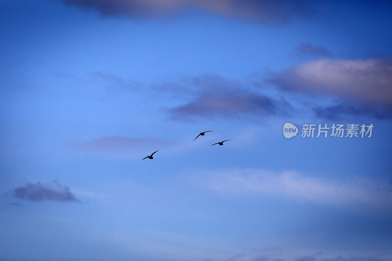 会飞的鸭子。蓝天背景。鸭子:红冠潜鸭。(内特rufina)