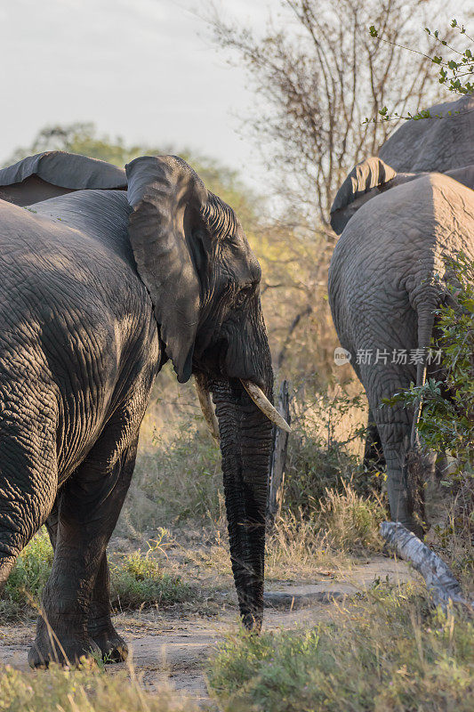 非洲象是由两种现存的大象组成的一个属，非洲灌木象和较小的非洲森林象
