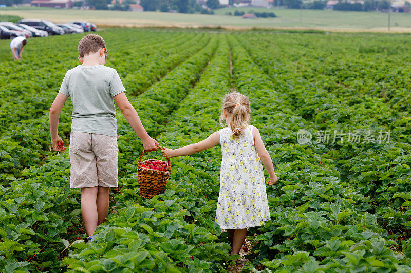 两个兄弟姐妹，学前班的女孩和上学的男孩在夏天采摘草莓农场。孩子、哥哥姐姐吃健康的有机食品，新鲜的草莓。孩子们在帮忙收割。