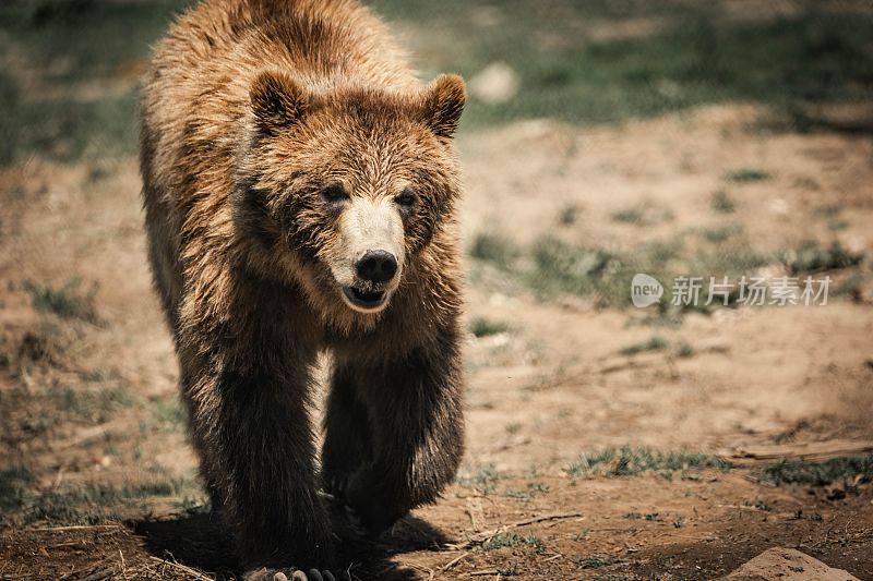 巨大的棕色科迪亚克熊走在泥泞的草地上