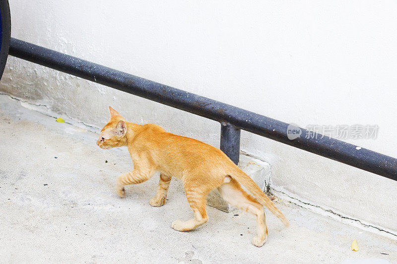 行走的橘红色流浪猫