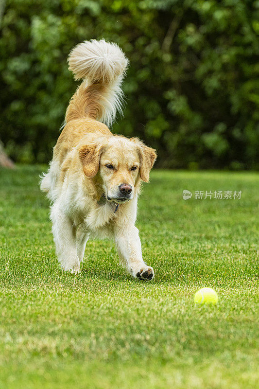 一只金毛猎犬在追他的网球