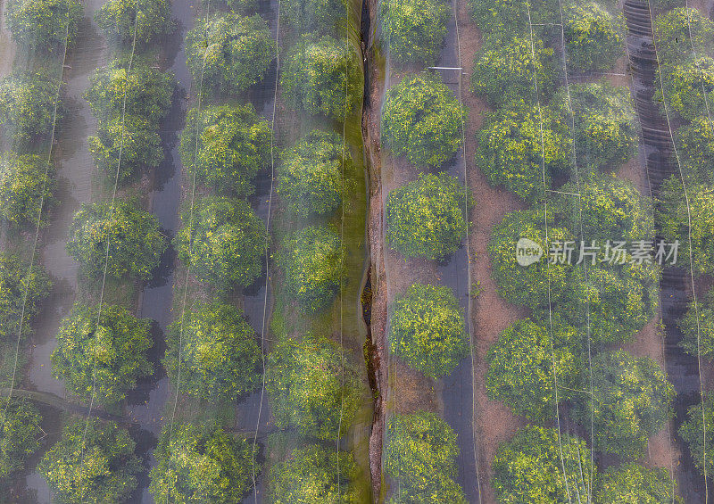 檀乐岛上的人们种植梅树，用网覆盖了芹苴市的整个梅园