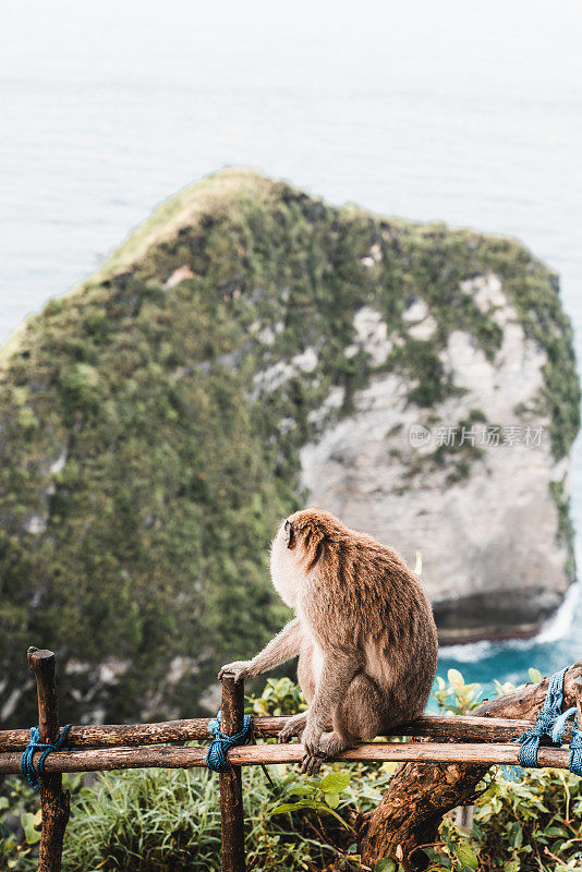 印度尼西亚巴厘岛努沙佩尼达的科林金海滩上的猴子