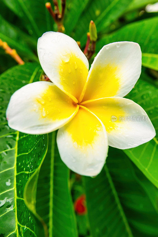 鸡蛋花特写:白色黄色鸡蛋花