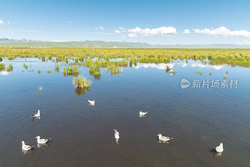 中国若尔盖国家湿地公园美丽的湿地