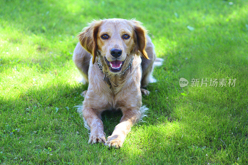 美丽的布列塔尼猎犬。加利西亚,西班牙。