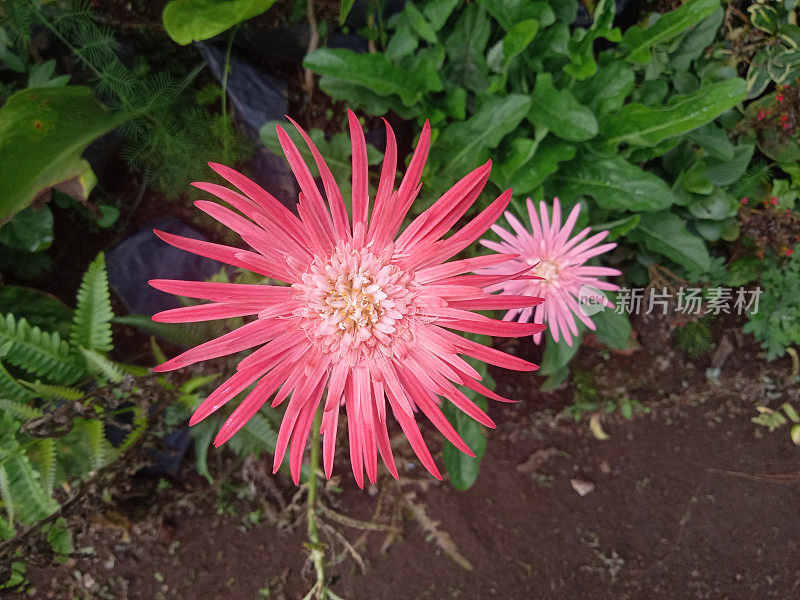 巴伯顿雏菊非洲菊开花