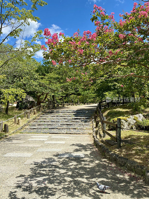 日本-京都-丸山公园