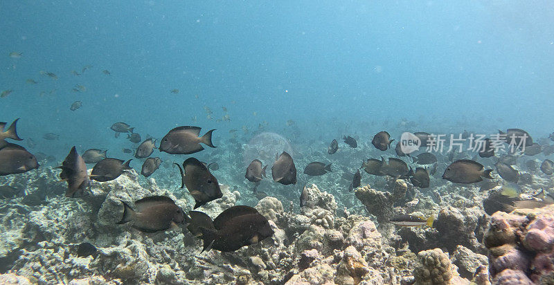 黑鱼群——马尔代夫