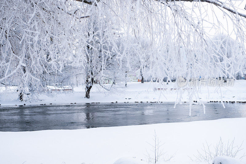 冬天的风景。冰雪覆盖的树木，城市公园里湖面上的雪堆和冰。拉赫蒂寒冷的冬日。