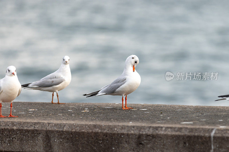 海鸥站在海边。