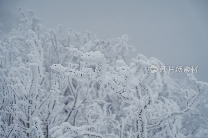 山中硬霜冰(雪晶)