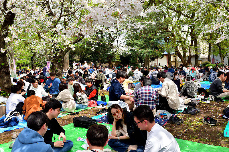 一大群人坐在盛开的樱花树下观看樱花，东京上野公园