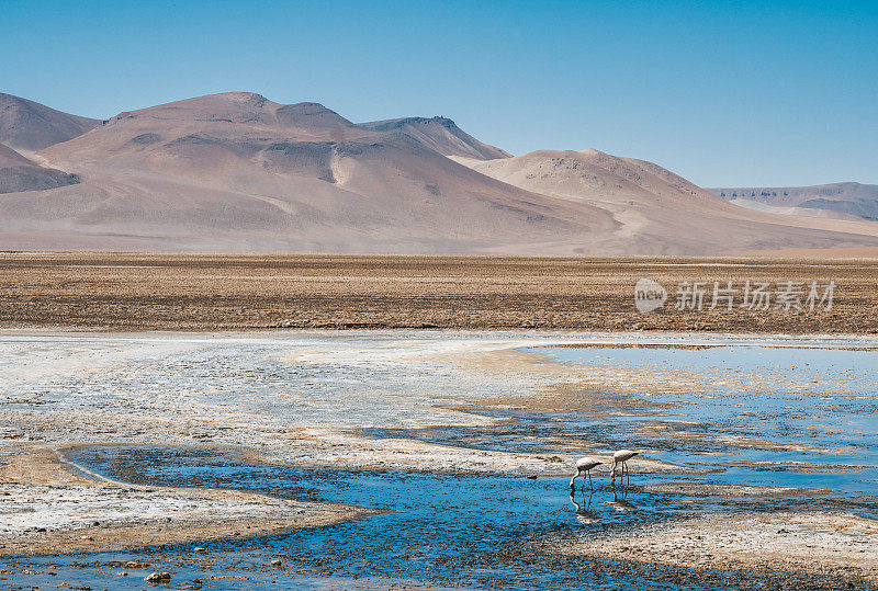 两只智利火烈鸟在智利阿塔卡马沙漠的盐湖里