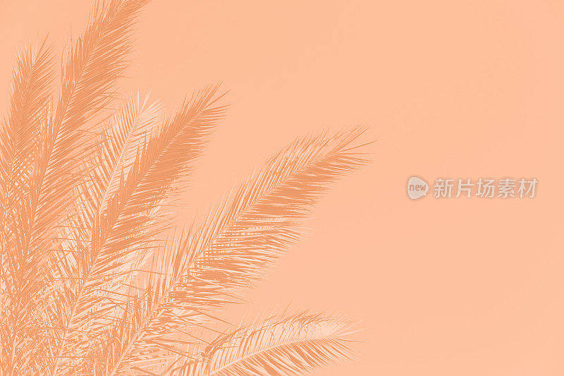 春天棕榈树叶天空桃绒毛粉彩橙色夏秋春季背景2024年流行色单色色调摄影热带气候特写复制空间