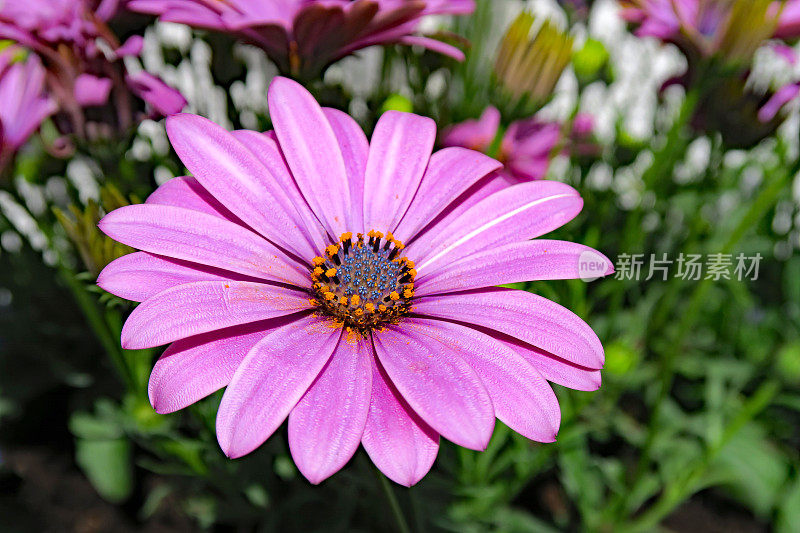 紫骨蕨，菊科植物，非洲雏菊花