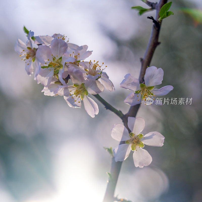 在一个温暖阳光明媚的春日里，美丽的粉红色杏花盛开着