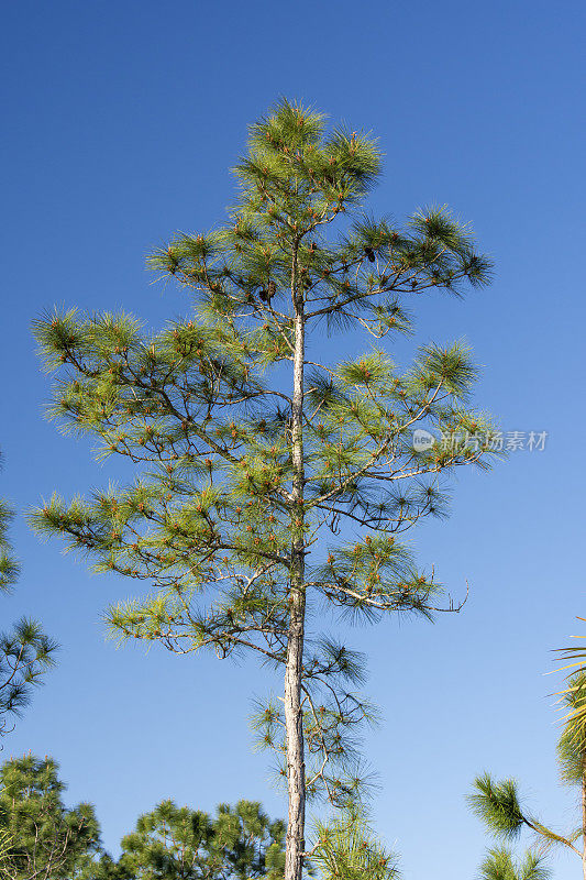 年轻的南佛罗里达湿地松顶端有雄性球果，在黎明湛蓝的天空衬托下