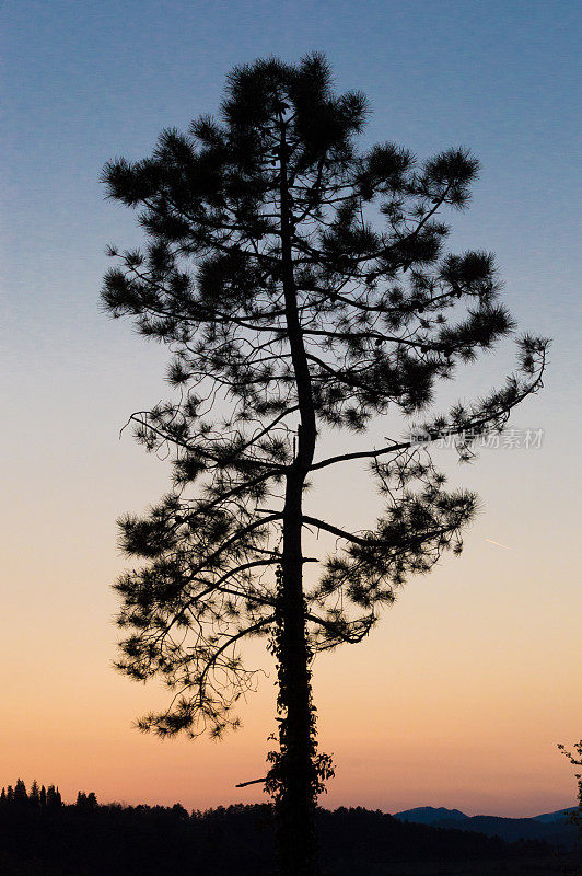 夕阳落在松树剪影后面