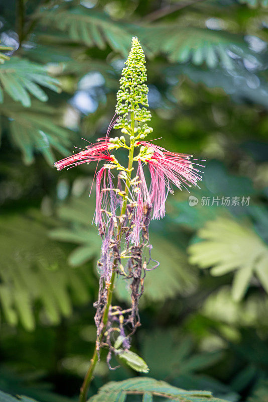 红色粉扑之花，加州莲属