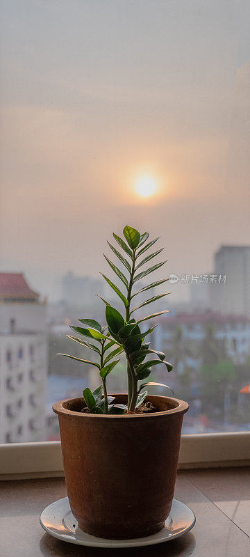 植物面朝初升的太阳
