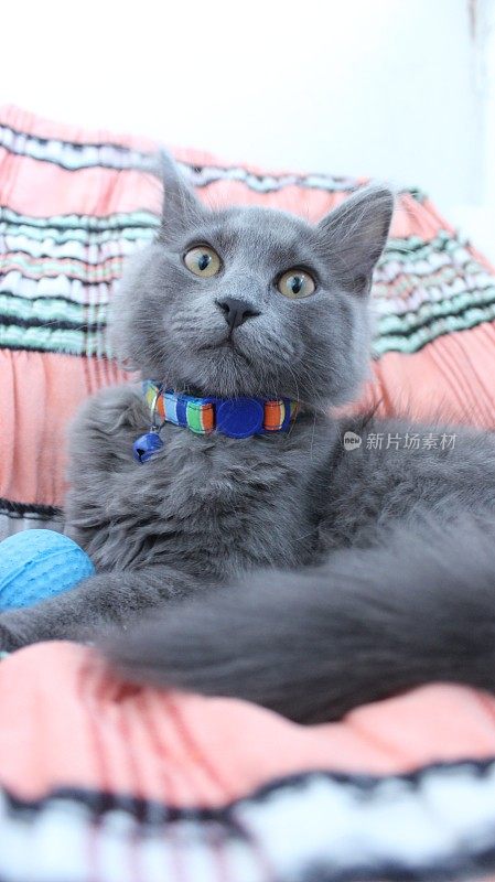 雄性蓝色俄罗斯小猫