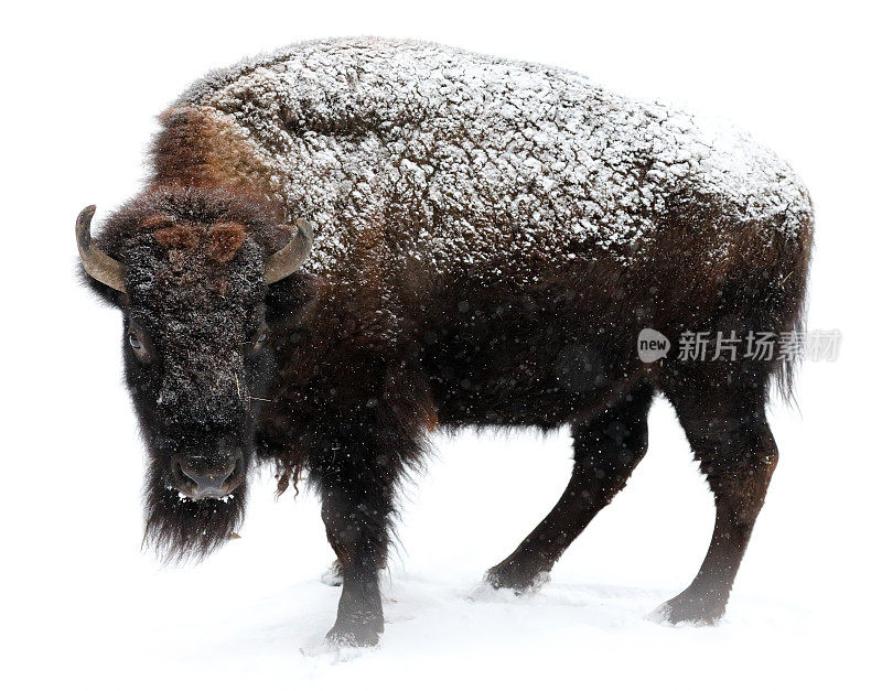 华沙动物园里的美洲野牛在雪地上(图片上正在下雪)