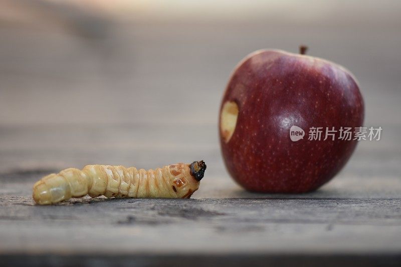 虫子想吃苹果