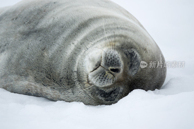 睡觉的威德尔海豹特写南极洲杰拉契海峡雪的丹科岛