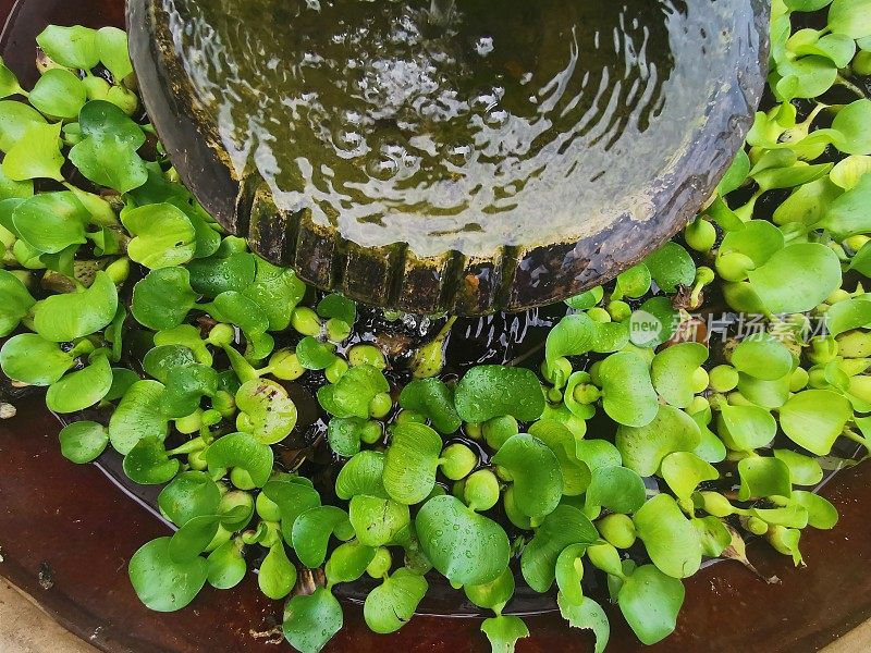 池塘里的绿色植物叶子和水滴被手机摄像头捕捉到了