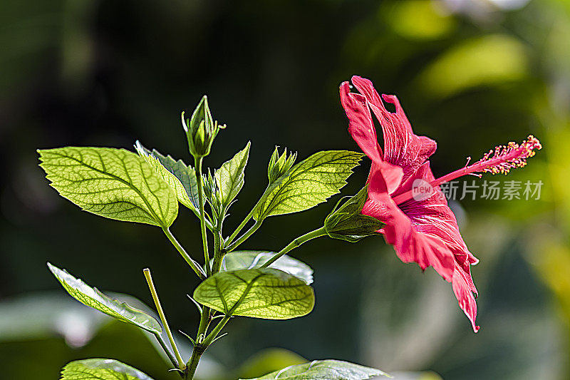 木槿罗莎Sinensis