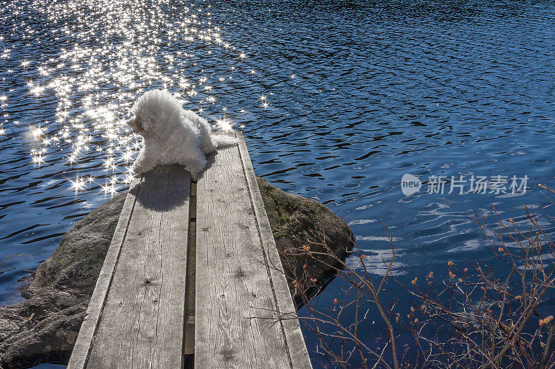 湖边的比熊犬