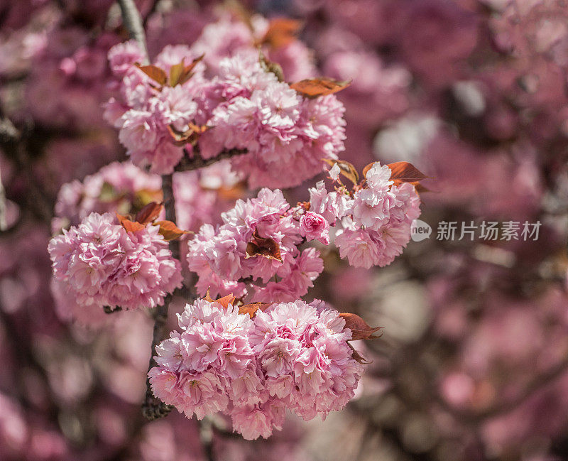 春天巴黎街头的樱花树