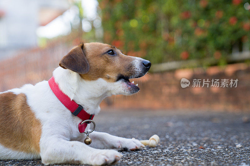 顽皮的杰克罗素梗狗在花园里玩耍