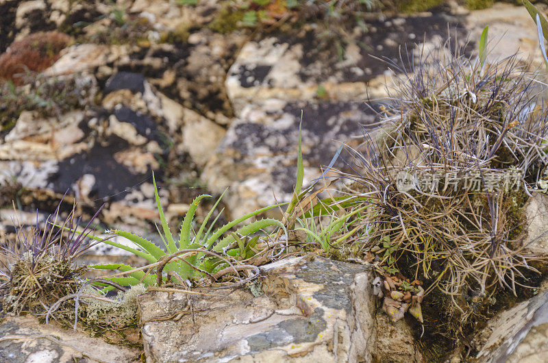 凤梨植物生长在一块石头上，copyspace在上面