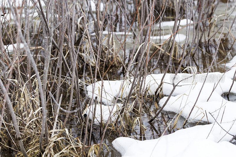 融化的雪淹没了林地