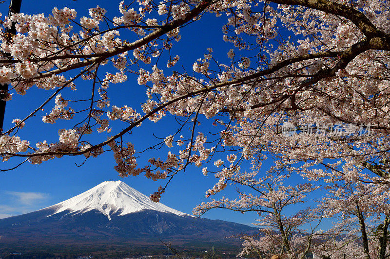 富士山和樱花:从荒山森根公园，富士吉田