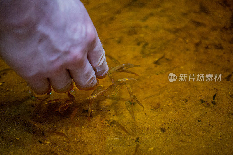 马来西亚:婆罗洲红鳍银鲨