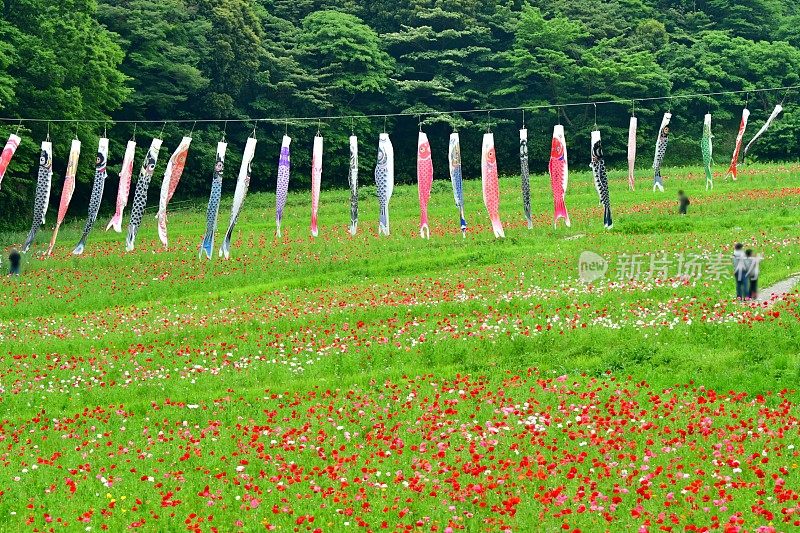 鲤鱼形状的充气袜子在日本儿童节