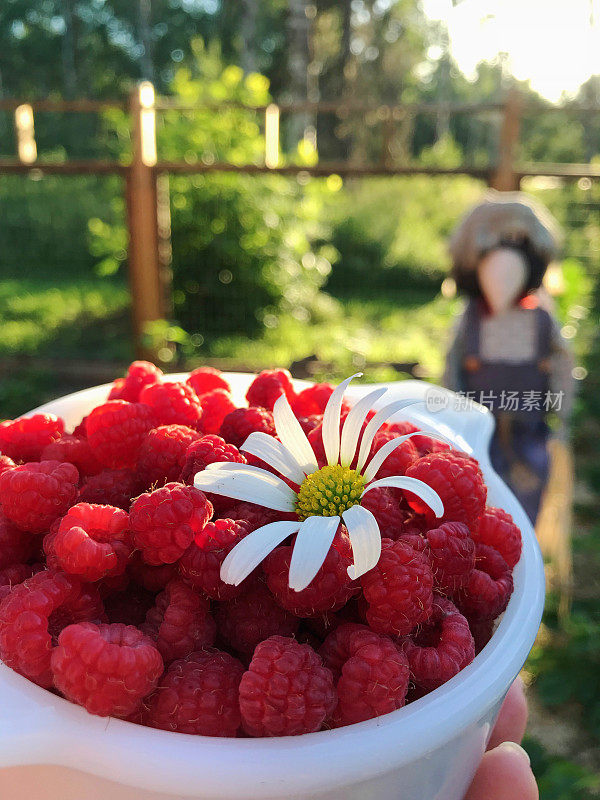 一个女人端着一碗从我的乡村花园摘来的新鲜多汁的覆盆子