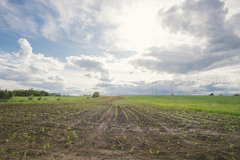 春季一场暴雨过后，玉米幼苗就会把农田弄得泥泞不堪。