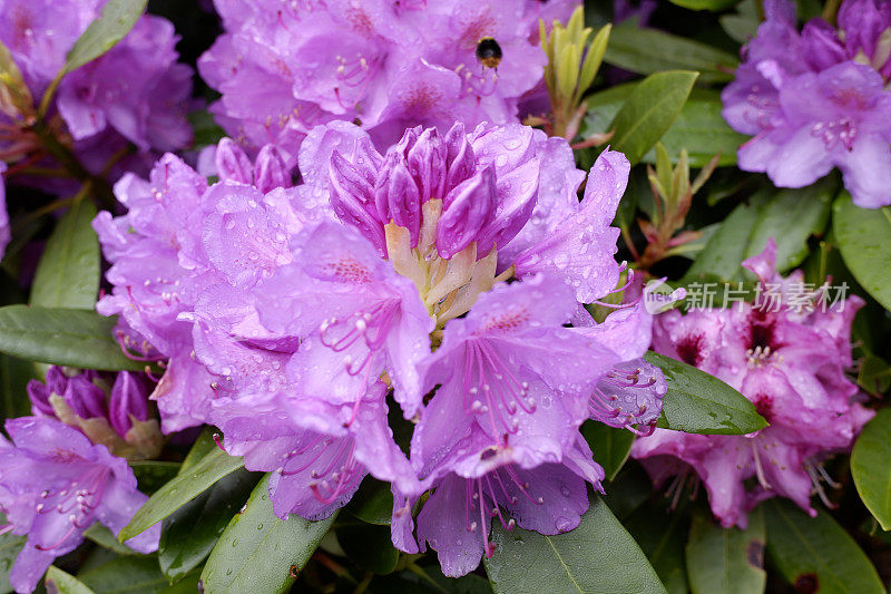 雨后的杜鹃花五彩缤纷