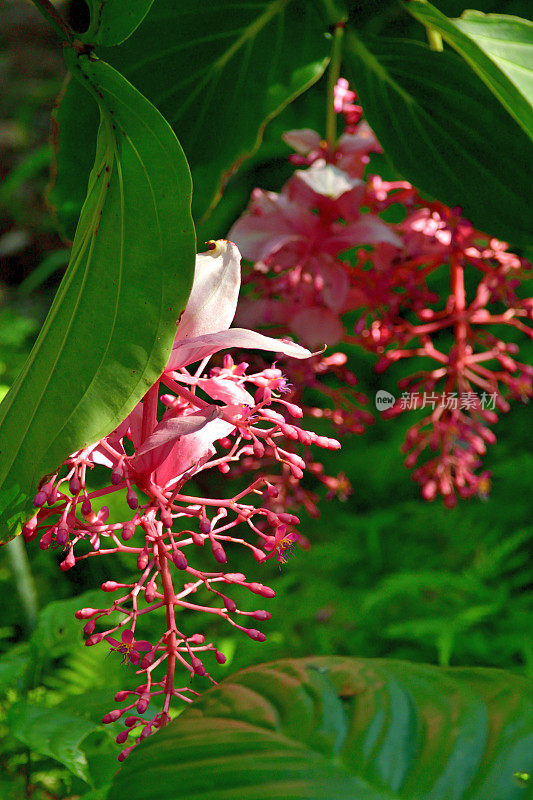 伟大的Medinilla