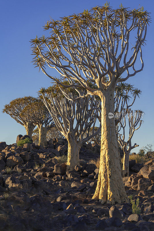 一排箭袋树在箭袋树森林，南纳米比亚
