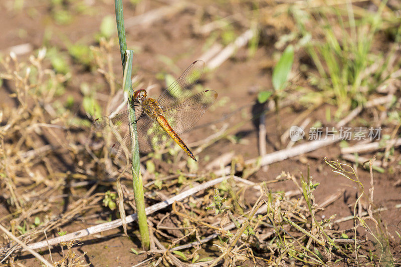 徘徊的滑翔蜻蜓栖息在一根草梗上