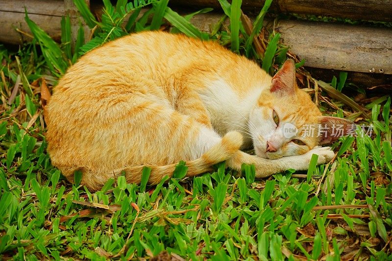 在户外睡觉的红猫