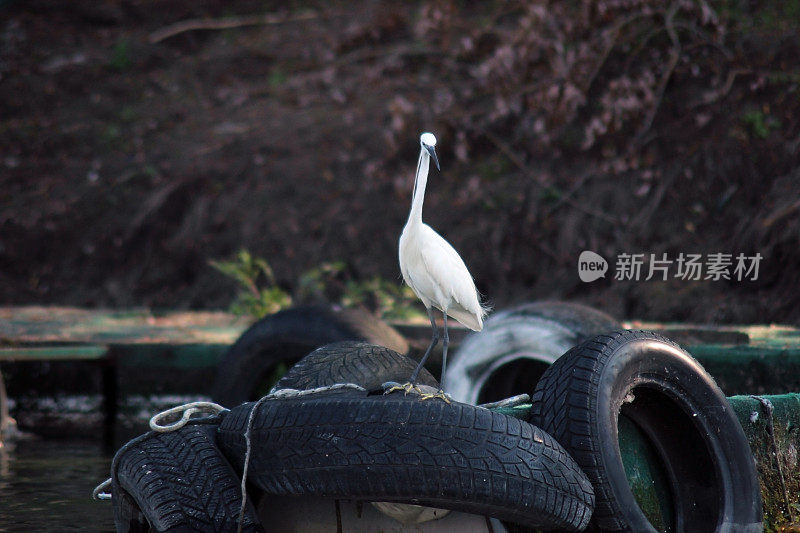 白鹭鸟