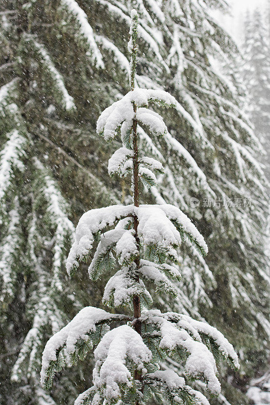 雪覆盖的树木